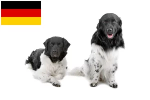 Lee más sobre el artículo Criadores de Perros de Agua Frisones y cachorros en Alemania