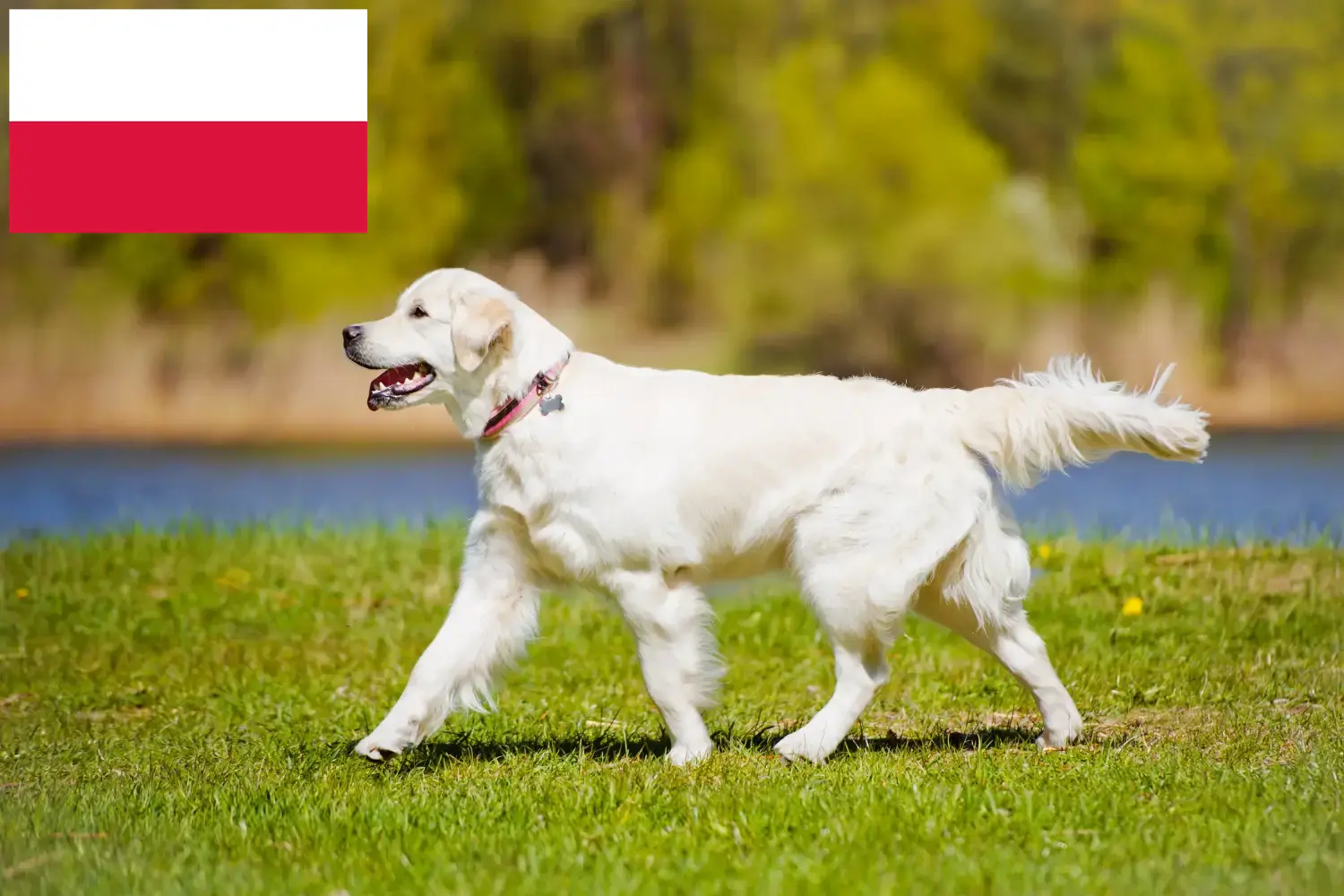 Lee más sobre el artículo Criadores y cachorros de Golden Retriever en Polonia