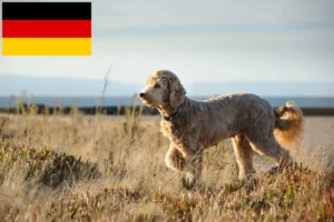 Lee más sobre el artículo Criadores y cachorros de Goldendoodle en Alemania