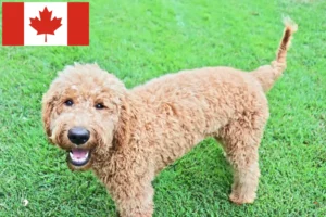 Lee más sobre el artículo Criadores y cachorros de Goldendoodle en Canadá