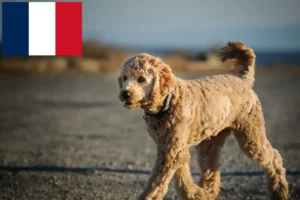 Lee más sobre el artículo Criadores y cachorros de Goldendoodle en Francia