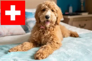 Lee más sobre el artículo Criadores y cachorros de Goldendoodle en Suiza