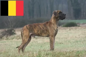 Lee más sobre el artículo Criadores de gran danés y cachorros en Bélgica