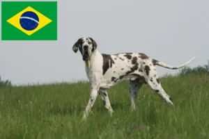 Lee más sobre el artículo Criadores de gran danés y cachorros en Brasil