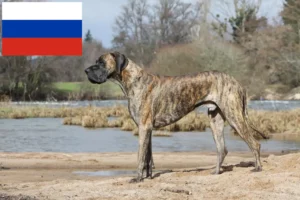 Lee más sobre el artículo Criadores de gran danés y cachorros en Rusia