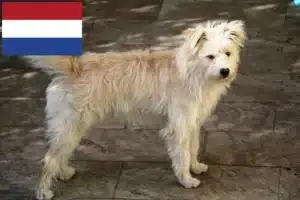 Lee más sobre el artículo Hollandse Smoushond criadores y cachorros en Holanda