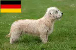 Lee más sobre el artículo Criadores y cachorros de Irish Glen of Imaal Terrier en Alemania