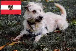 Lee más sobre el artículo Criadores y cachorros de Irish Glen of Imaal Terrier en Austria