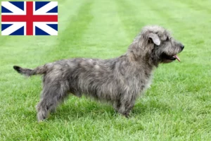 Lee más sobre el artículo Irish Glen of Imaal Terrier Criadores y Cachorros en Gran Bretaña