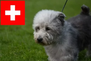 Lee más sobre el artículo Criadores y cachorros de Irish Glen of Imaal Terrier en Suiza