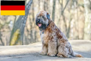 Lee más sobre el artículo Criadores y cachorros de Irish Soft Coated Wheaten Terrier en Alemania