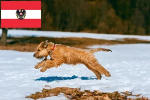 Lee más sobre el artículo Criadores y cachorros de Irish Soft Coated Wheaten Terrier en Austria