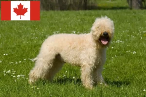 Lee más sobre el artículo Criadores y cachorros de Irish Soft Coated Wheaten Terrier en Canadá