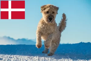 Lee más sobre el artículo Criadores y cachorros de Irish Soft Coated Wheaten Terrier en Dinamarca