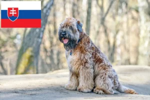 Lee más sobre el artículo Criadores y cachorros de Irish Soft Coated Wheaten Terrier en Eslovaquia