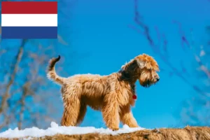 Lee más sobre el artículo Criadores y cachorros de Irish Soft Coated Wheaten Terrier en los Países Bajos