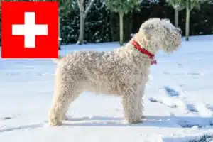 Lee más sobre el artículo Criadores de Irish Soft Coated Wheaten Terrier y cachorros en Suiza