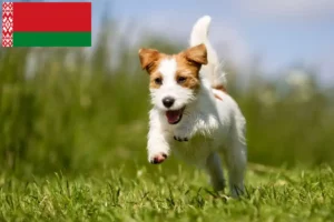 Lee más sobre el artículo Criadores y cachorros de Jack Russell en Bielorrusia