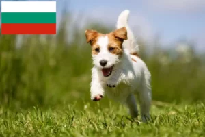Lee más sobre el artículo Criadores y cachorros de Jack Russell en Bulgaria