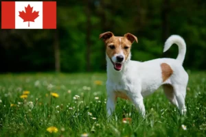 Lee más sobre el artículo Criadores y cachorros de Jack Russell en Canadá