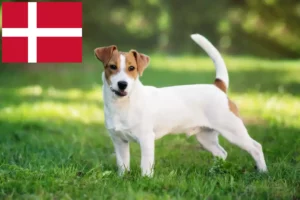 Lee más sobre el artículo Criadores de Jack Russell y cachorros en Dinamarca