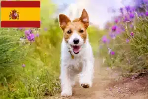 Lee más sobre el artículo Criadores y cachorros de Jack Russell en España