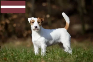 Lee más sobre el artículo Criadores y cachorros de Jack Russell en Letonia