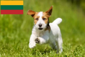 Lee más sobre el artículo Criadores de Jack Russell y cachorros en Lituania