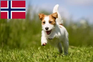 Lee más sobre el artículo Criadores y cachorros de Jack Russell en Noruega