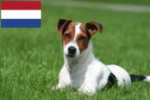 Lee más sobre el artículo Criadores y cachorros de Jack Russell en los Países Bajos