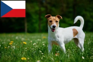 Lee más sobre el artículo Criadores y cachorros de Jack Russell en la República Checa