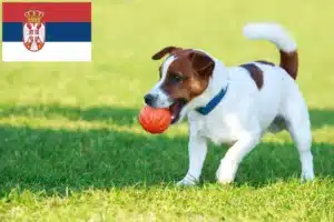 Lee más sobre el artículo Criadores de Jack Russell y cachorros en Serbia
