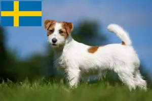 Lee más sobre el artículo Criadores y cachorros de Jack Russell en Suecia