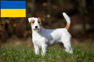 Lee más sobre el artículo Criadores y cachorros de Jack Russell en Ucrania