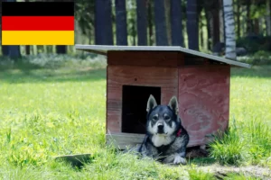 Lee más sobre el artículo Criadores de Jämthund y cachorros en Alemania