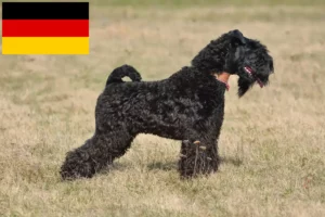 Lee más sobre el artículo Criadores y cachorros de Kerry Blue Terrier en Alemania