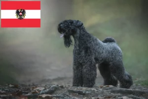 Lee más sobre el artículo Criadores y cachorros de Kerry Blue Terrier en Austria