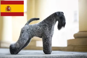 Lee más sobre el artículo Criadores y cachorros de Kerry Blue Terrier en España