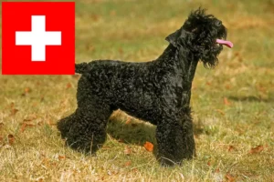 Lee más sobre el artículo Criadores y cachorros de Kerry Blue Terrier en Suiza