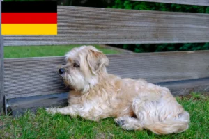 Lee más sobre el artículo Kyi Leo criadores y cachorros en Alemania