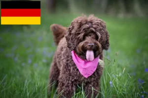 Lee más sobre el artículo Criadores y cachorros de Labradoodle australiano en Alemania