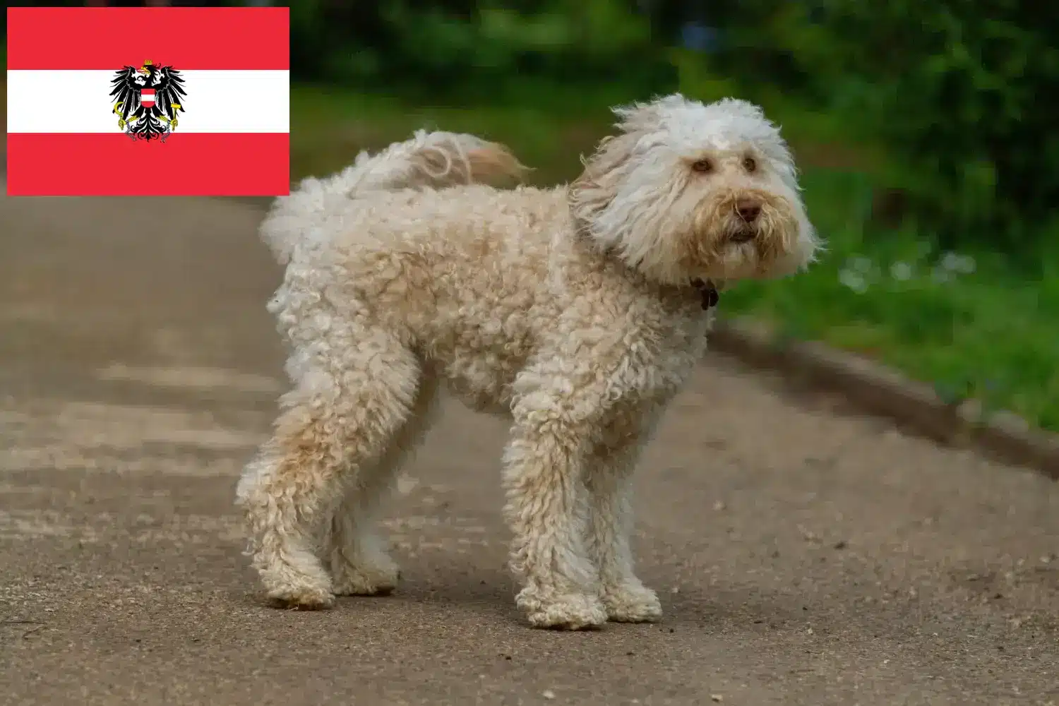 Lee más sobre el artículo Criadores y cachorros de Labradoodle australiano en Austria