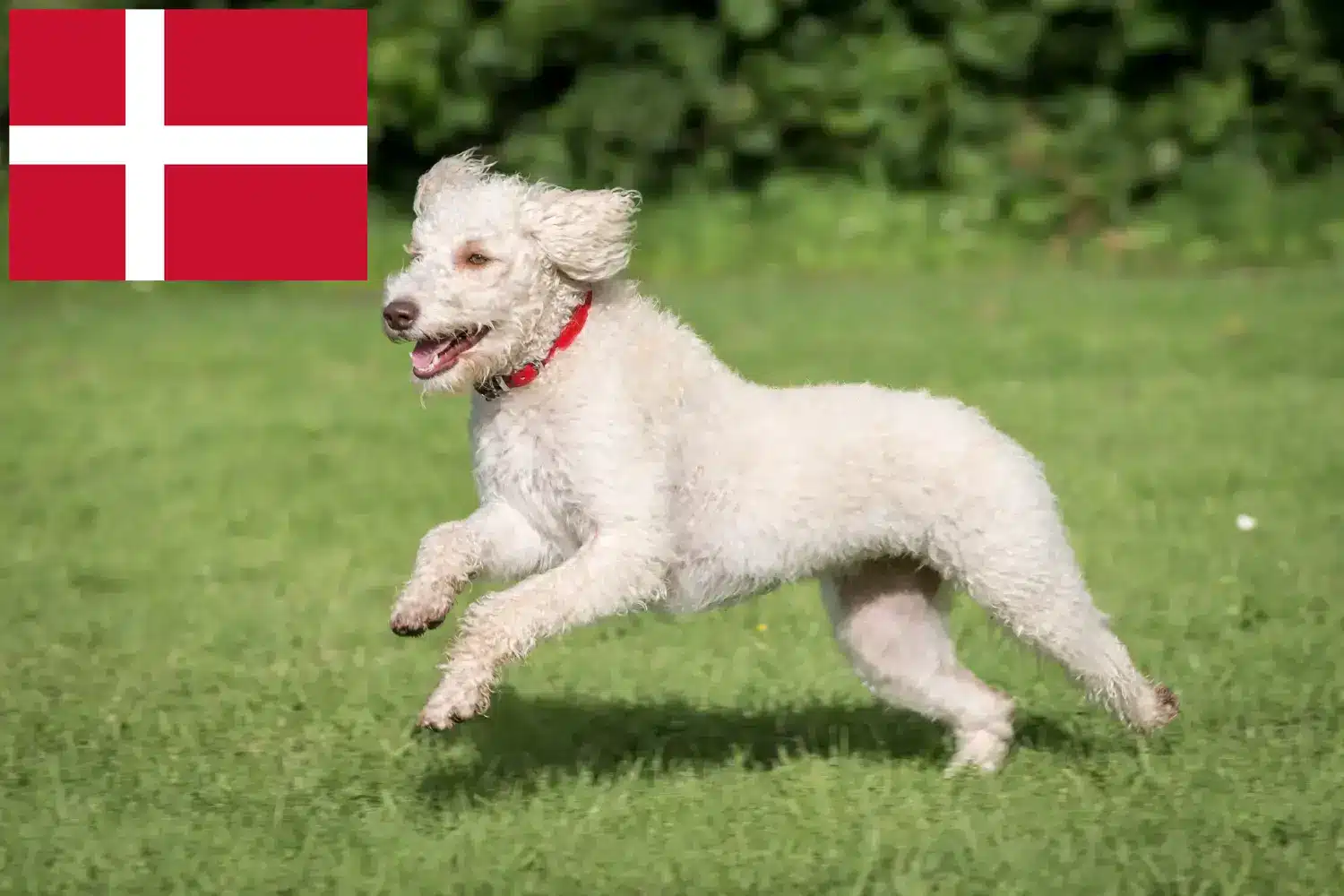 Lee más sobre el artículo Criadores de Labradoodle australiano y cachorros en Dinamarca