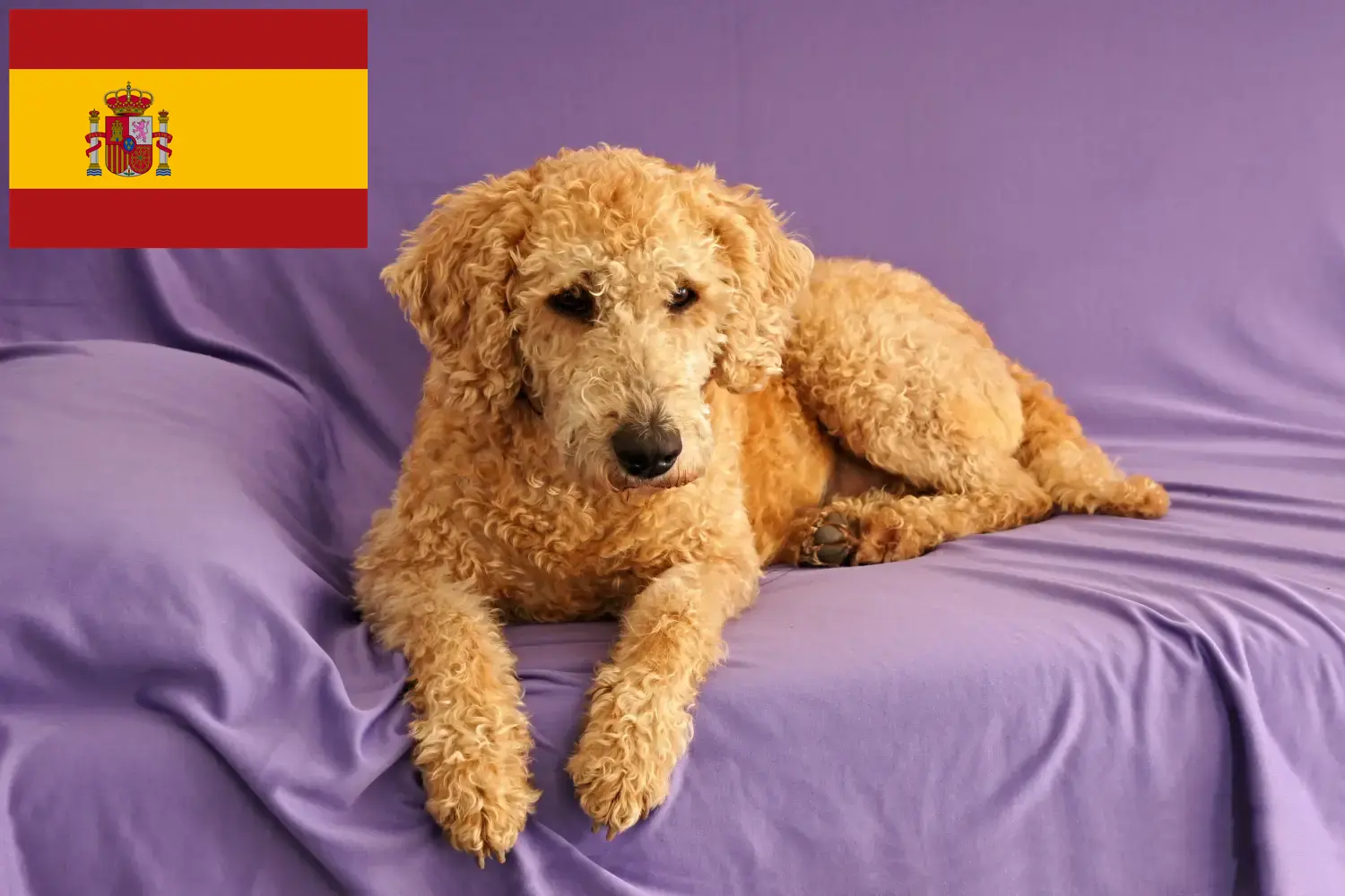 Lee más sobre el artículo Criadores y cachorros de Labradoodle australiano en España