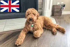 Lee más sobre el artículo Criadores y cachorros de Labradoodle australiano en Gran Bretaña