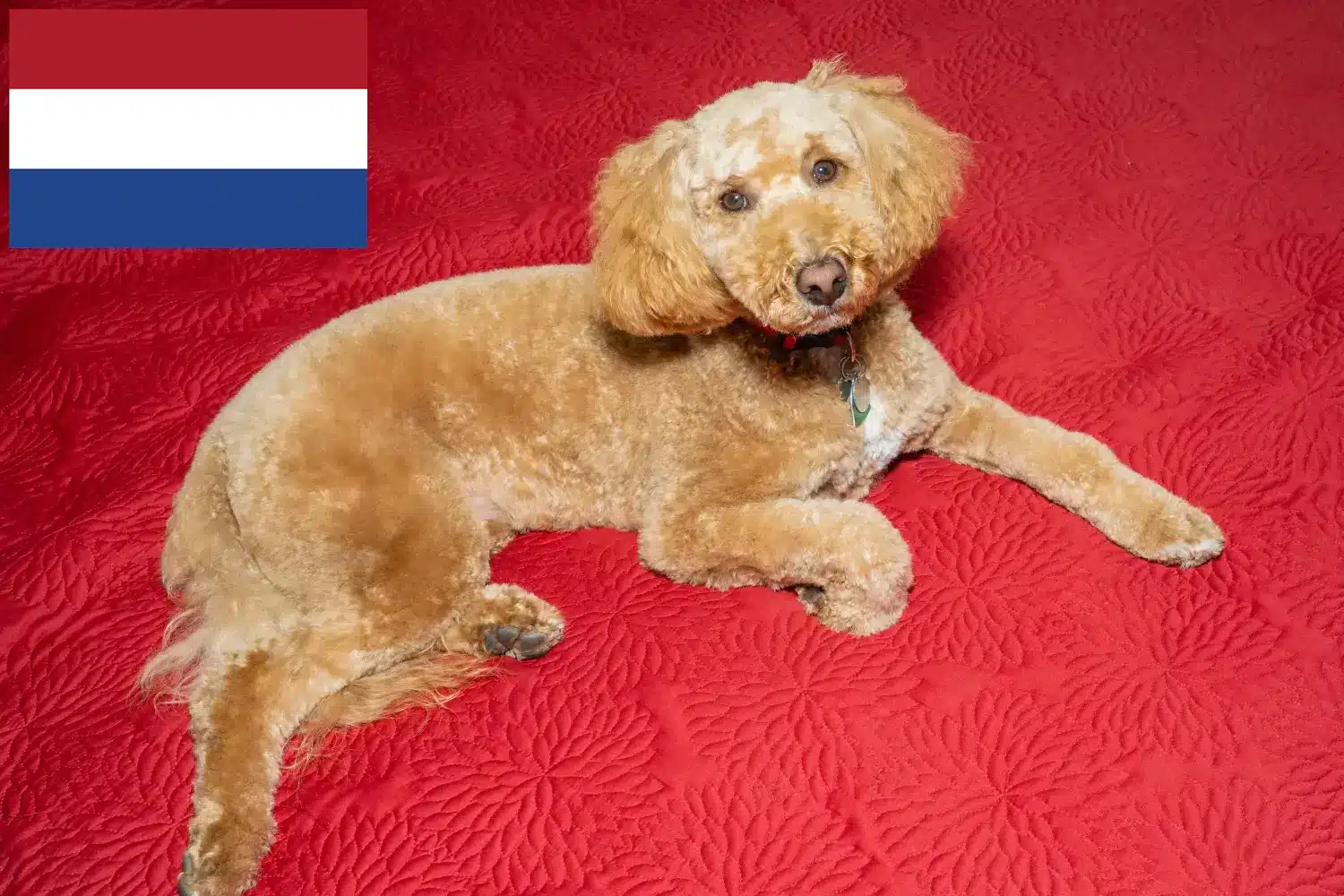 Lee más sobre el artículo Criadores y cachorros de Labradoodle australiano en los Países Bajos