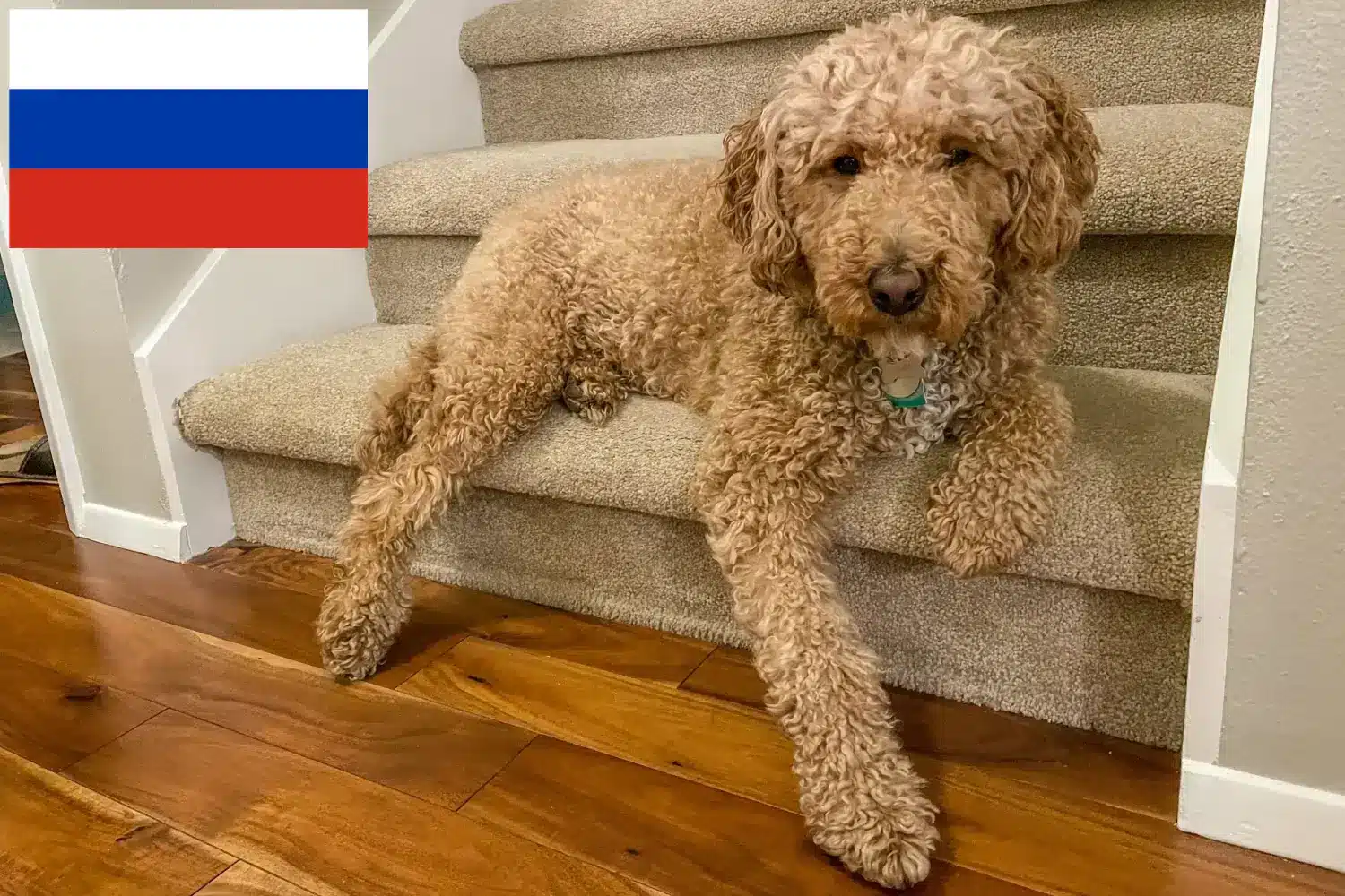 Lee más sobre el artículo Criadores y cachorros de Labradoodle australiano en Rusia