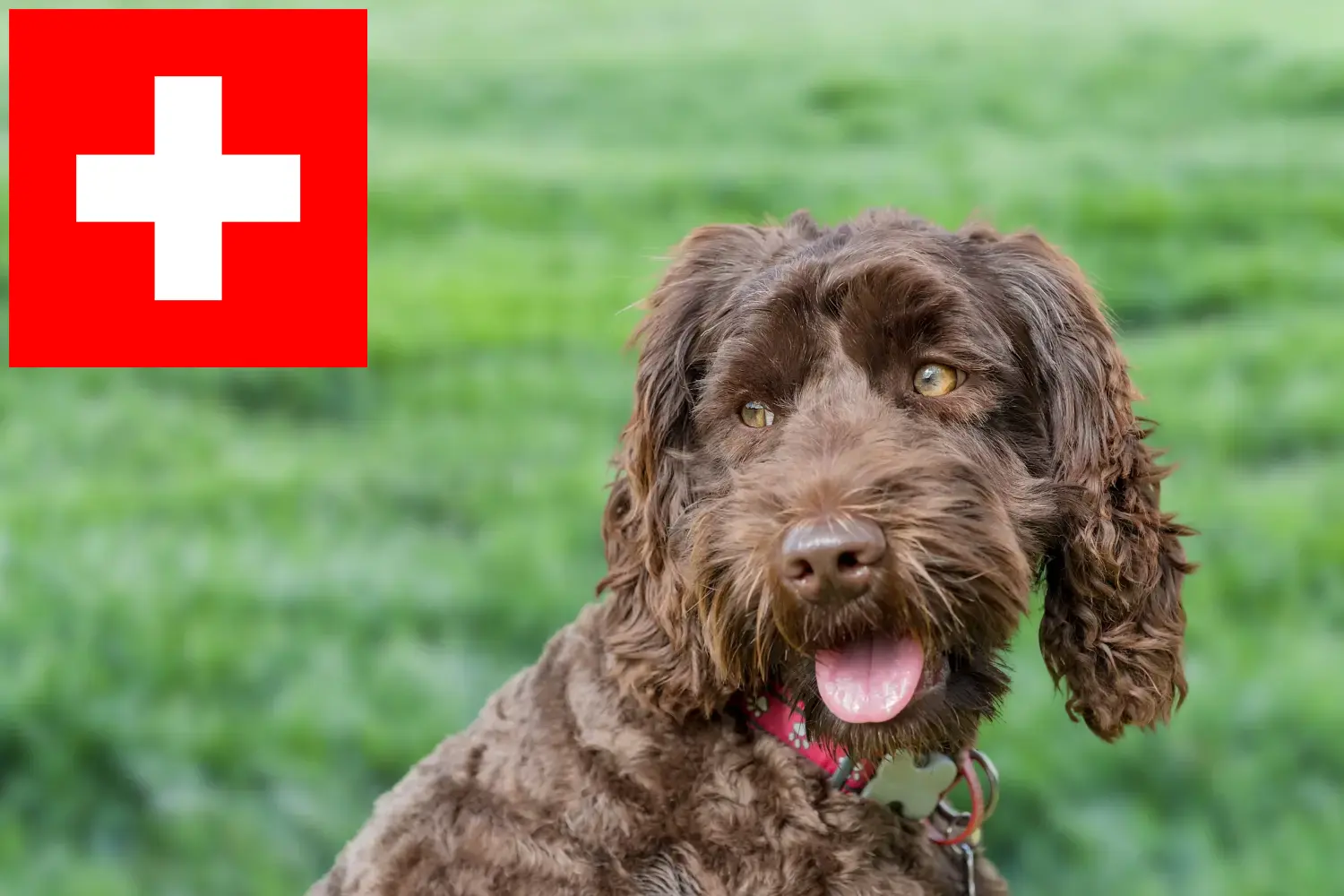 Lee más sobre el artículo Criadores y cachorros de Labradoodle australiano en Suiza