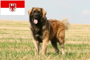 Lee más sobre el artículo Criadores de Leonberger y cachorros en Brandenburgo