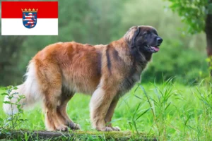 Lee más sobre el artículo Criadores de Leonberger y cachorros en Hessen